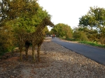 Horse Sculpture