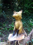 Fox Wood Sculpture on NCN Route 5 in Blacon